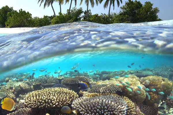 Tropical Lagoon in South Ari Athol in The Maldives in the Indian Ocean.